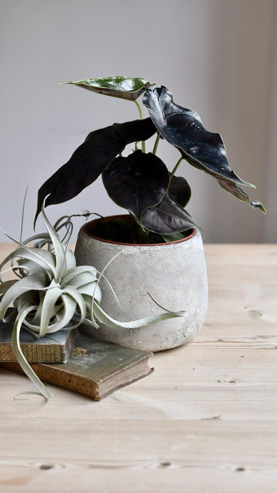 Alocasia Azlanii (Jewel Alocasia 'Red Mambo')