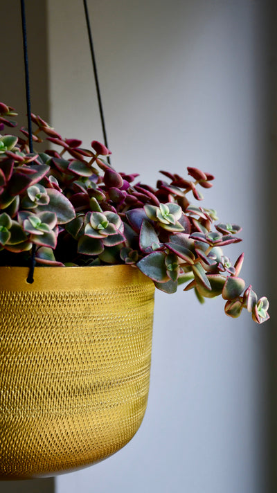 Crassula Marginalis Rubra Variegata - Calico Kitten