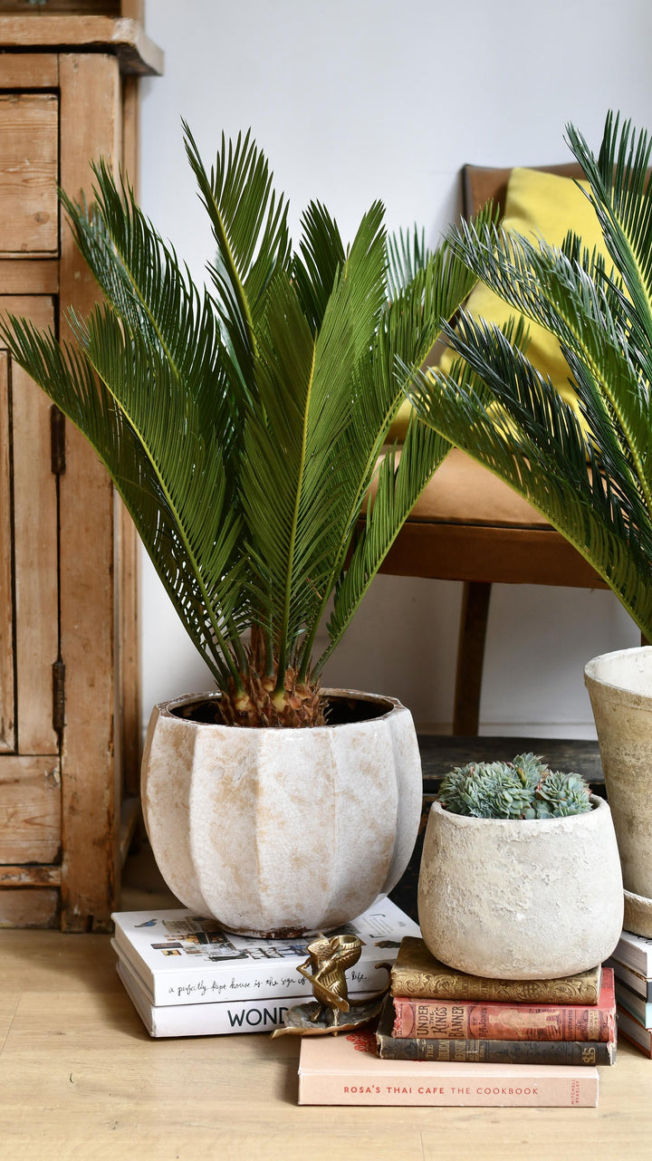 cycad indoor plant Cycas Revoluta | Sago Palm