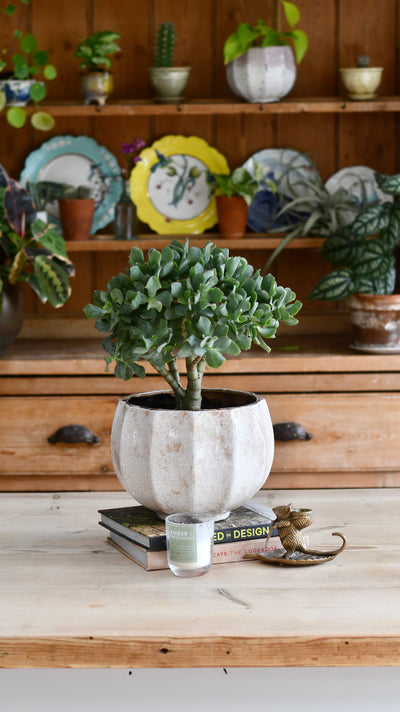 Crassula Bonsai Tree - Jade Bonsai