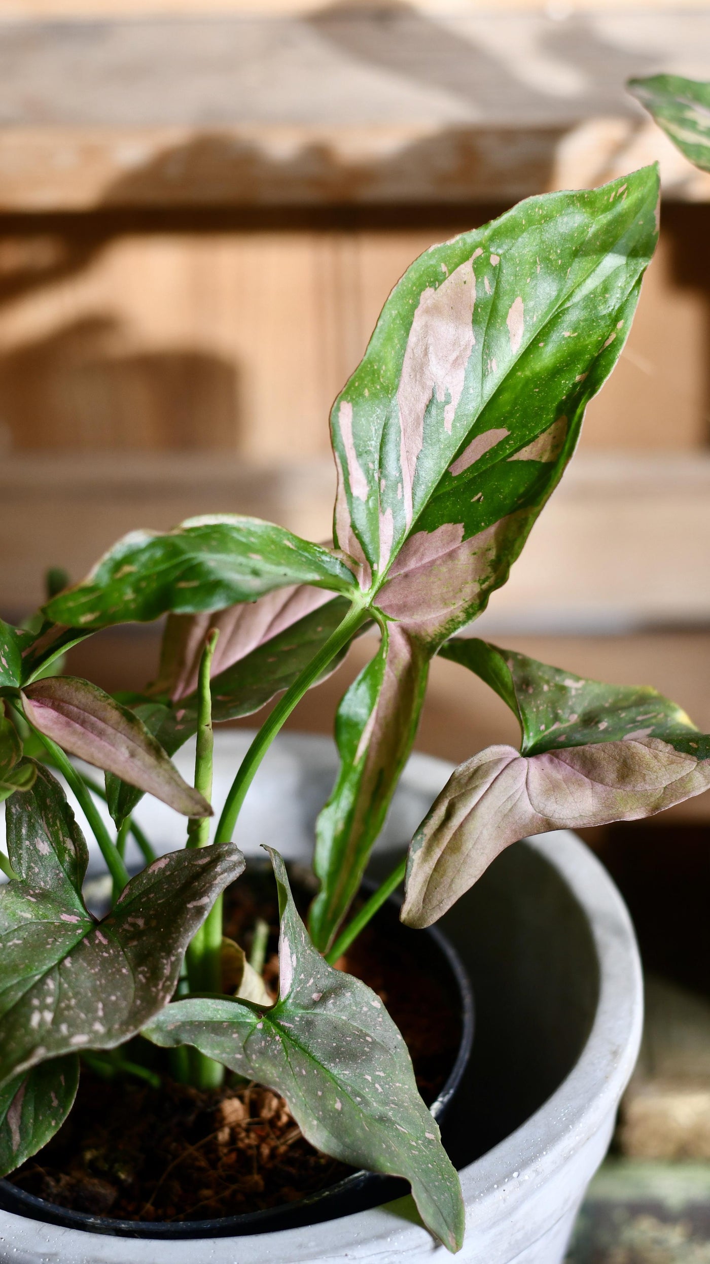 Syngonium Podophyllum Pink Splash or Red Spot