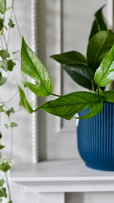 Epipremnum Pinnatum Blue Form