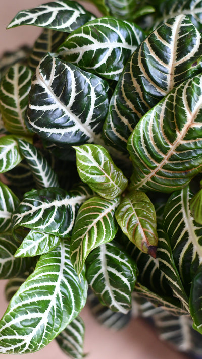 Aphelandra Squarrosa