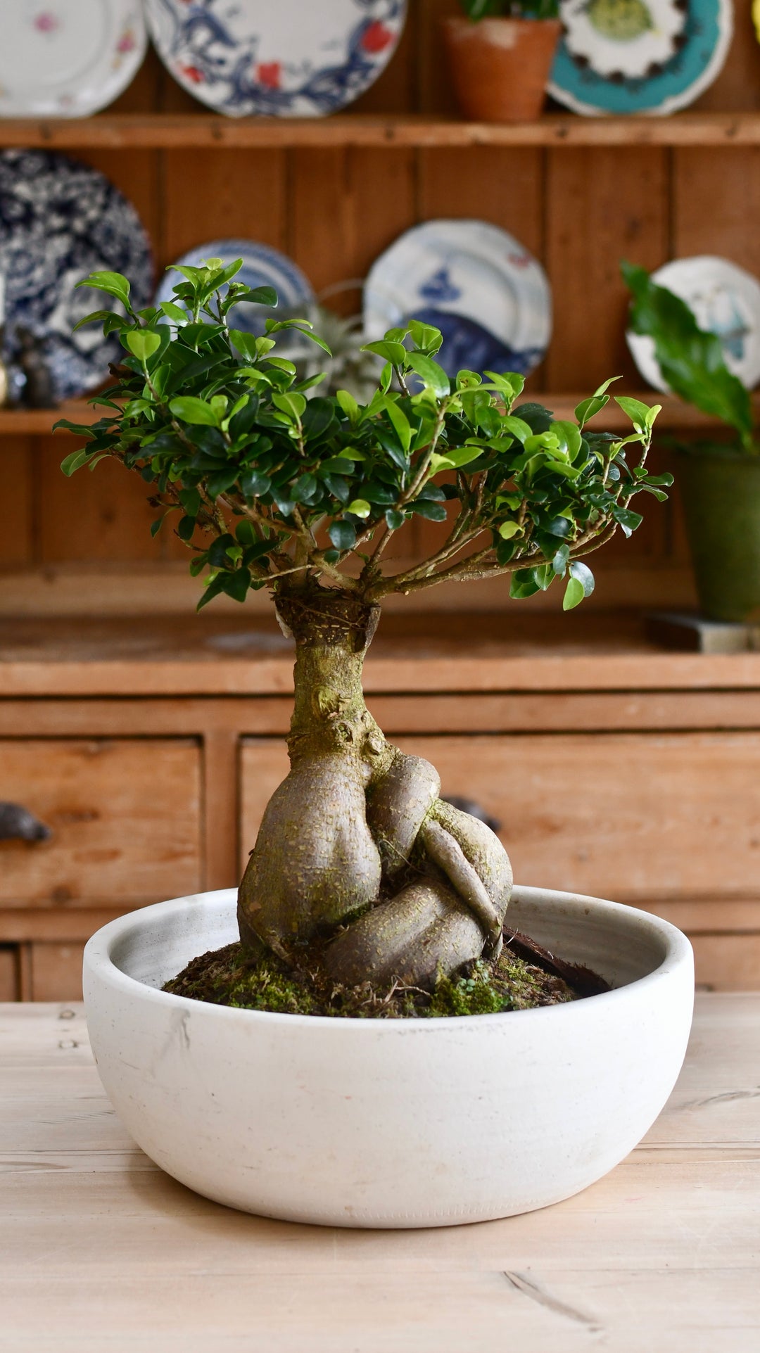ginseng ficus bonsai tree XL Ficus retusa or 'Ginseng'Bonsai Tree – Happy Houseplants