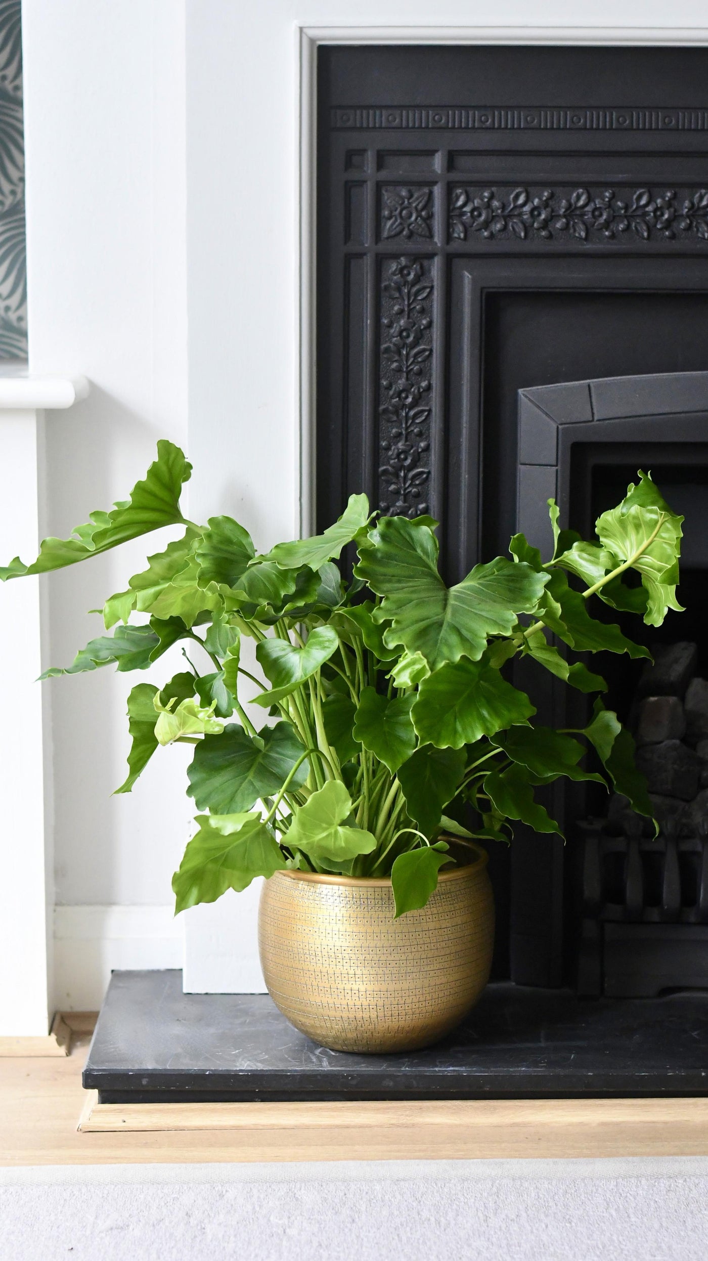 philodendron bipinnatifidum indoors Philodendron Bipinnatifidum | Philodendron Hope