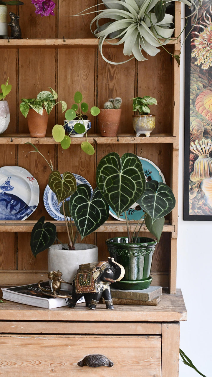 laceleaf indoor plants Anthurium Clarinervium | Giant Laceleaf Indoor Plant