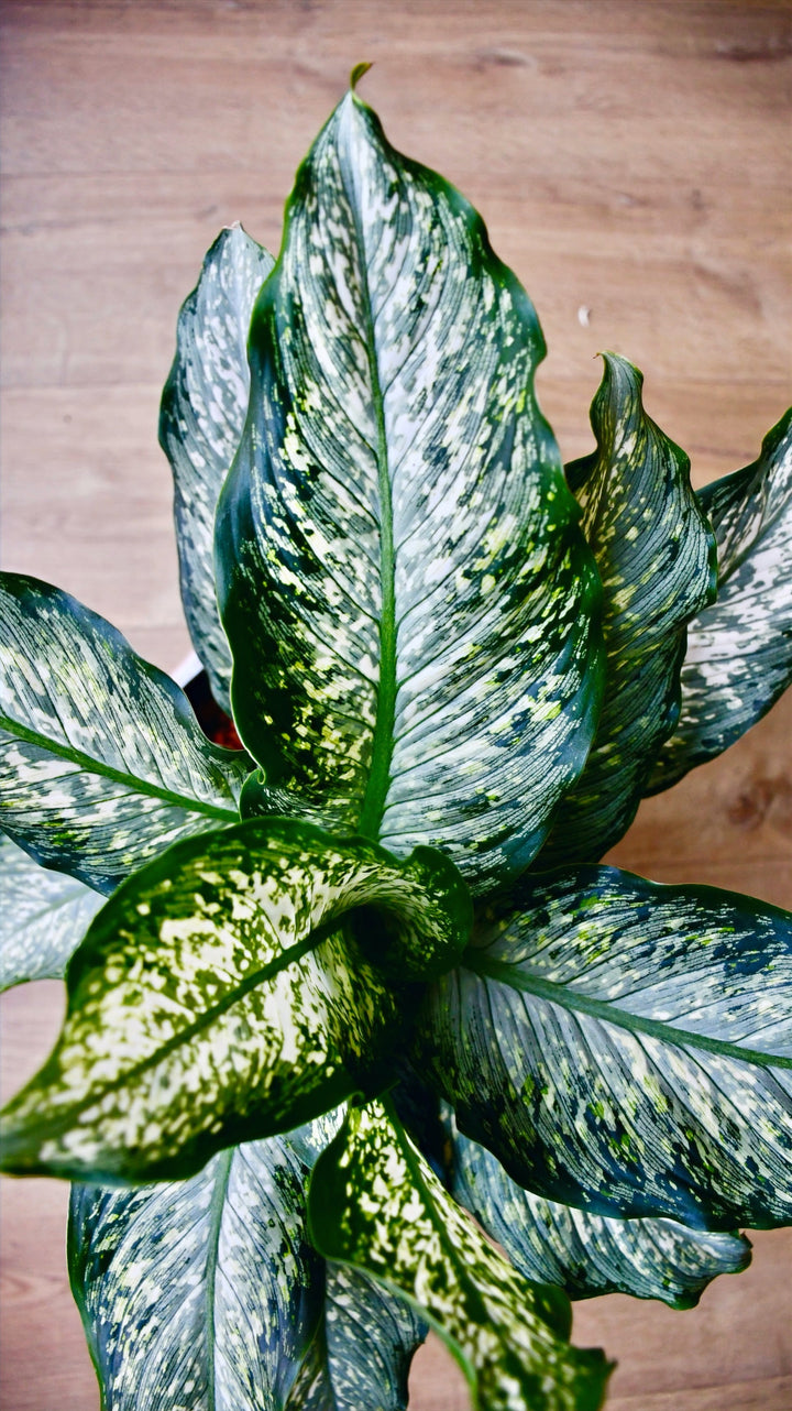 dieffenbachia maculata tropical tiki Dieffenbachia Maculata Tiki