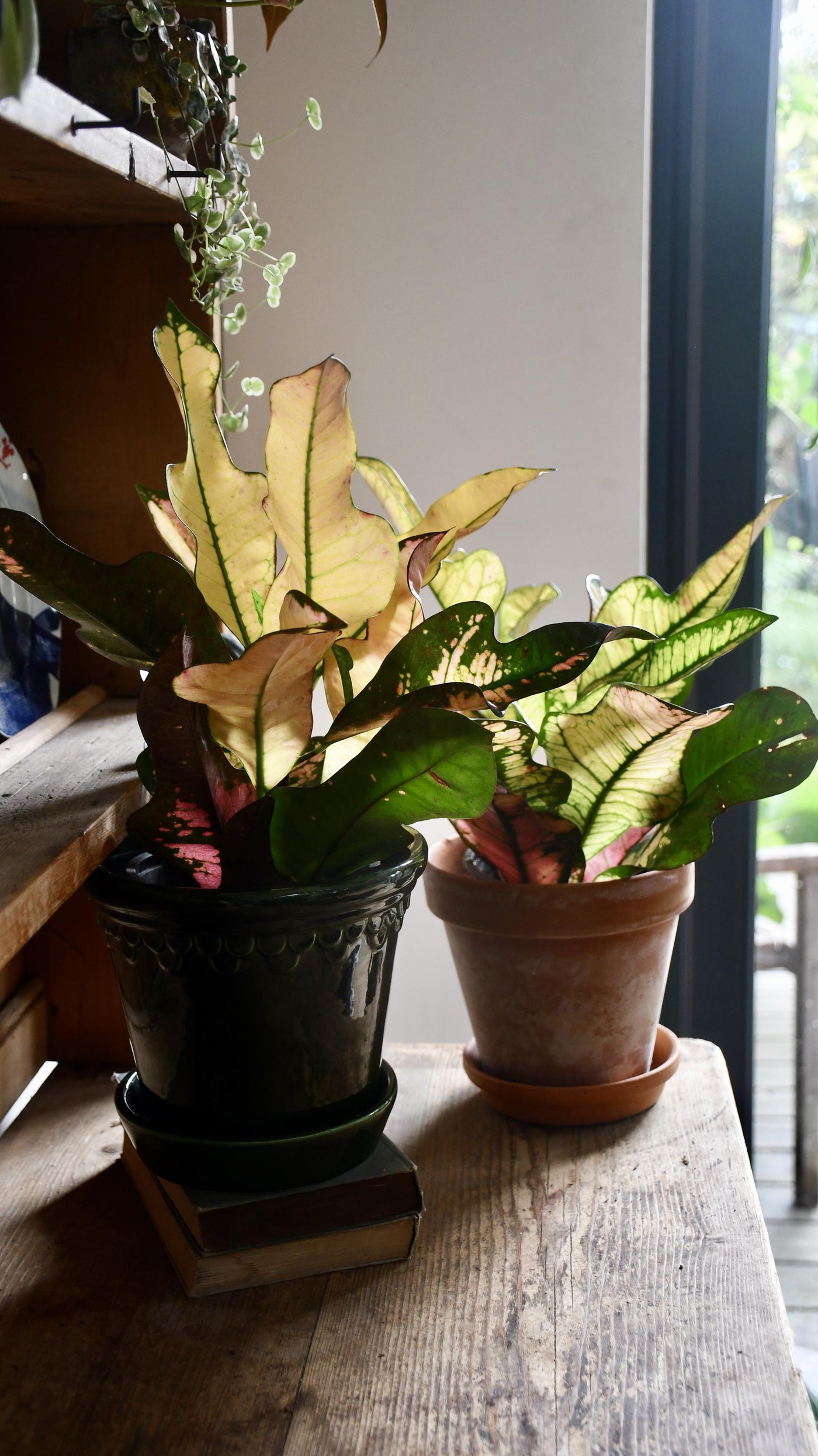 Croton Codiaeum variegatum 'Wilma' (Croton Wilma, Wilma Croton Plant)