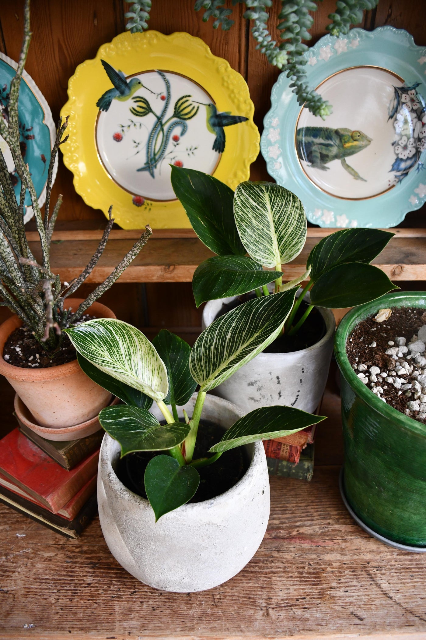 philodendron birkin uk Philodendron Birkin Plant 'White Measure'