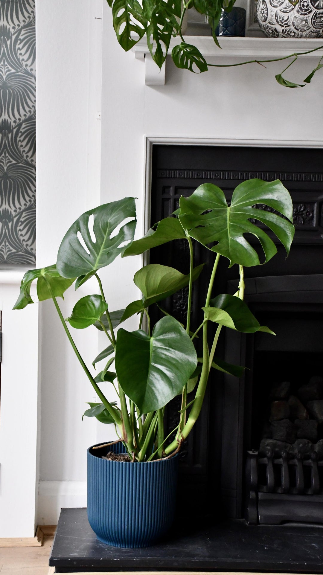 Monstera Deliciosa & Vibes Pot | Cheese Plant