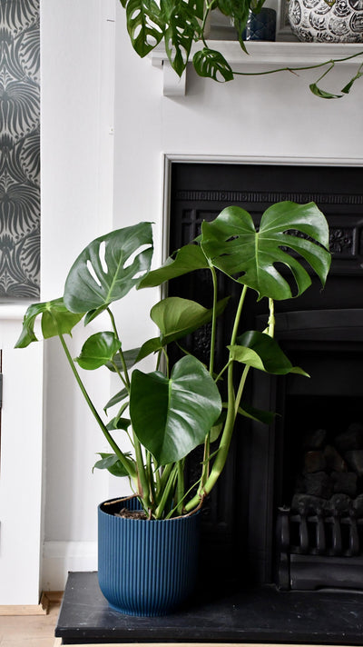 Monstera Deliciosa - Swiss Cheese Plant