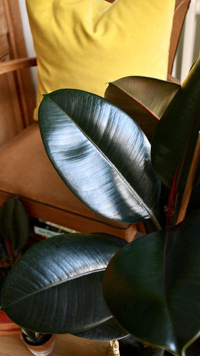 Ficus Elastica Abidjan