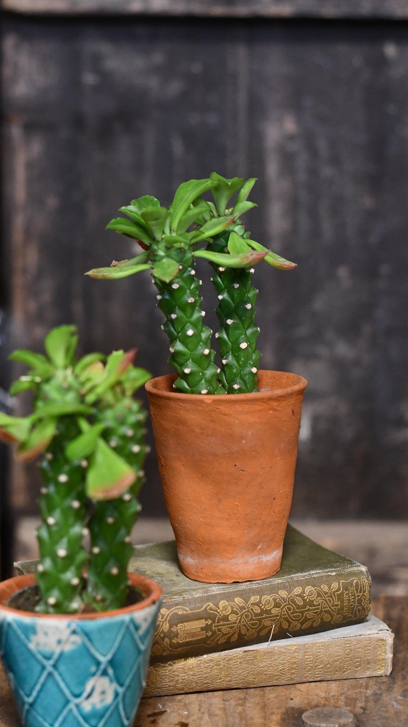 Euphorbia Neorubella | Monadenium Guentheri Baby Cactus