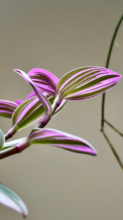 Pink Tradescantia Nanouk | Wandering Dude | Fantasy Venice