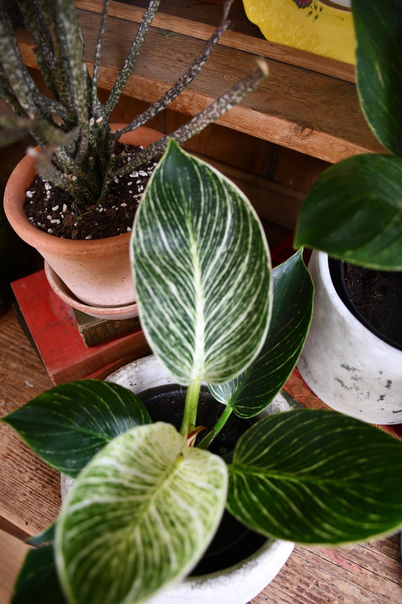 Philodendron Birkin - White Measure