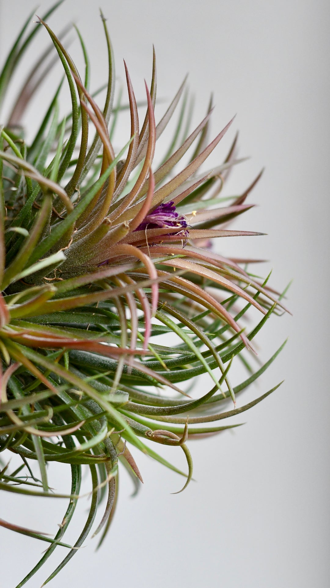 air plants uk Tillandsia Ionantha Ball