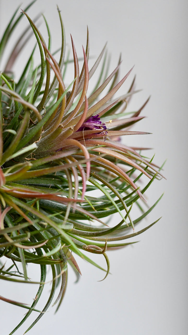 Tillandsia Ionantha Ball | Happy Houseplants – Happy Houseplants