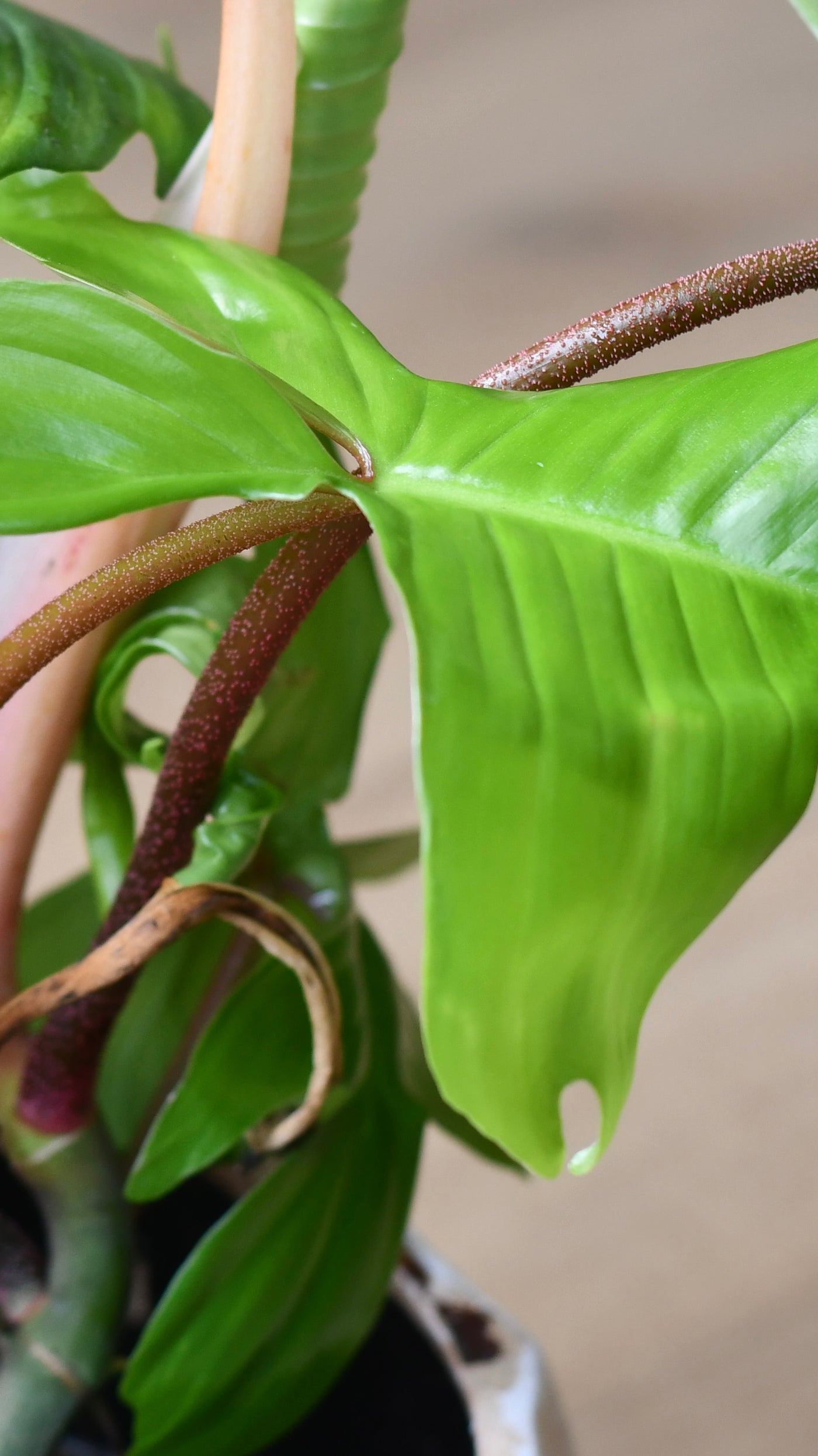 Philodendron Florida