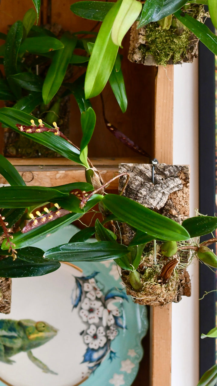 hanging man orchid plant for sale uk Bulbophyllum Falcatum Orchid