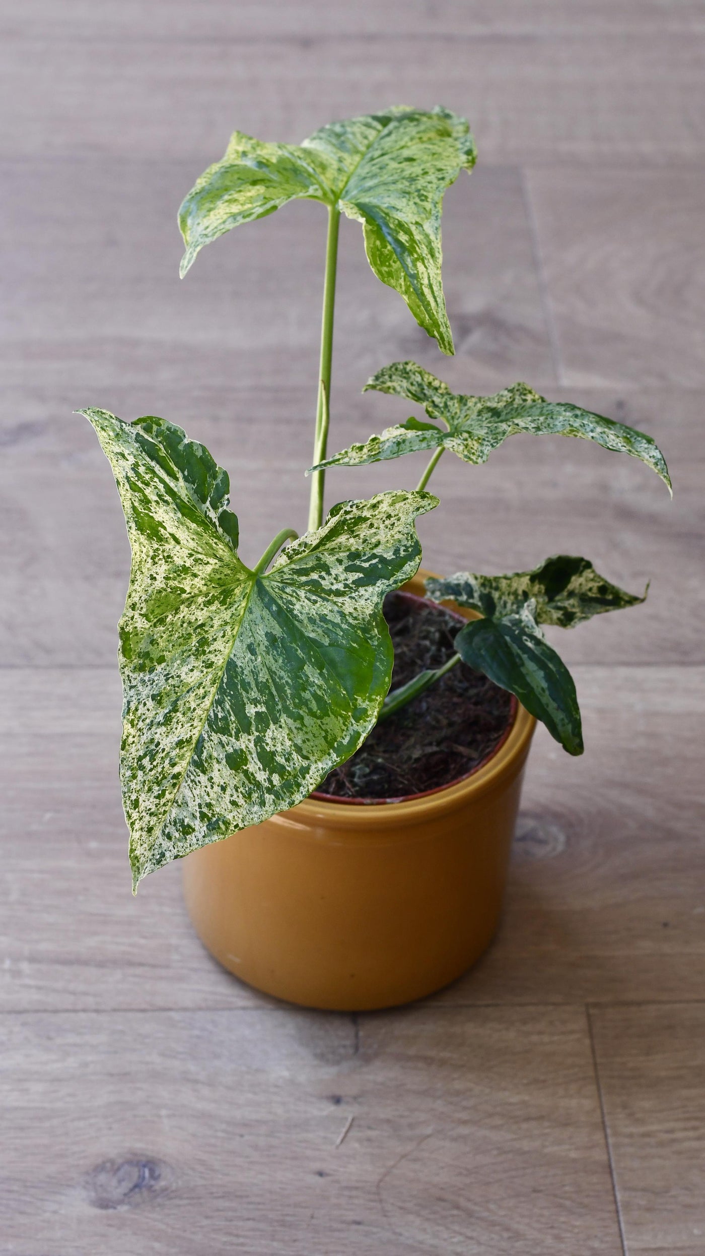 Syngonium Mottled | Mojito