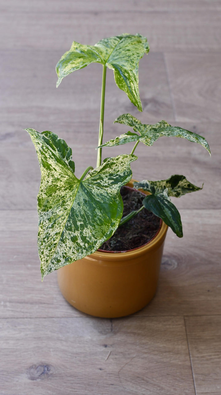 syngonium mottled mojito variegata Syngonium Podophyllum | Mottled Arrowhead Plant