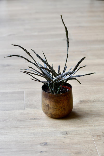 Euphorbia Platyclada (Dead Plant)
