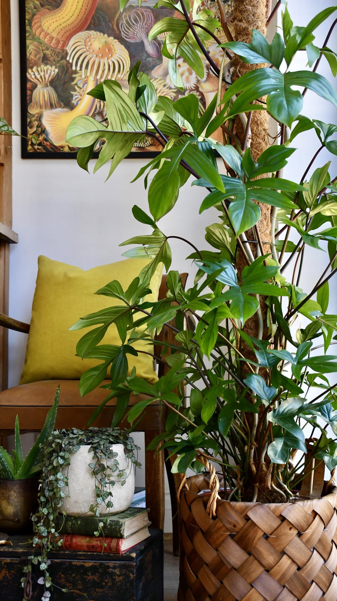 pedatum philodendron care Philodendron Pedatum | UK Delivery