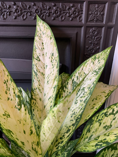 Dieffenbachia Vesuvius