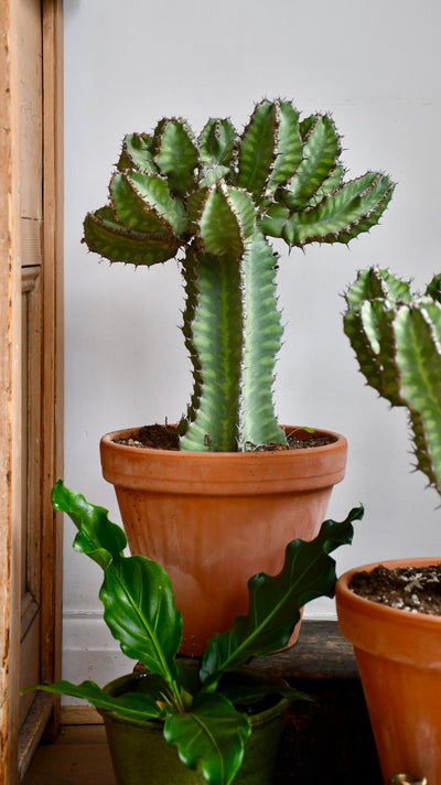 Euphorbia Cooperi