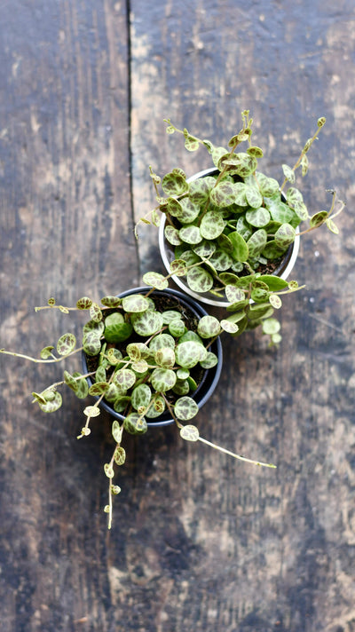 String of Turtles (Peperomia prostrata, turtles on a string)