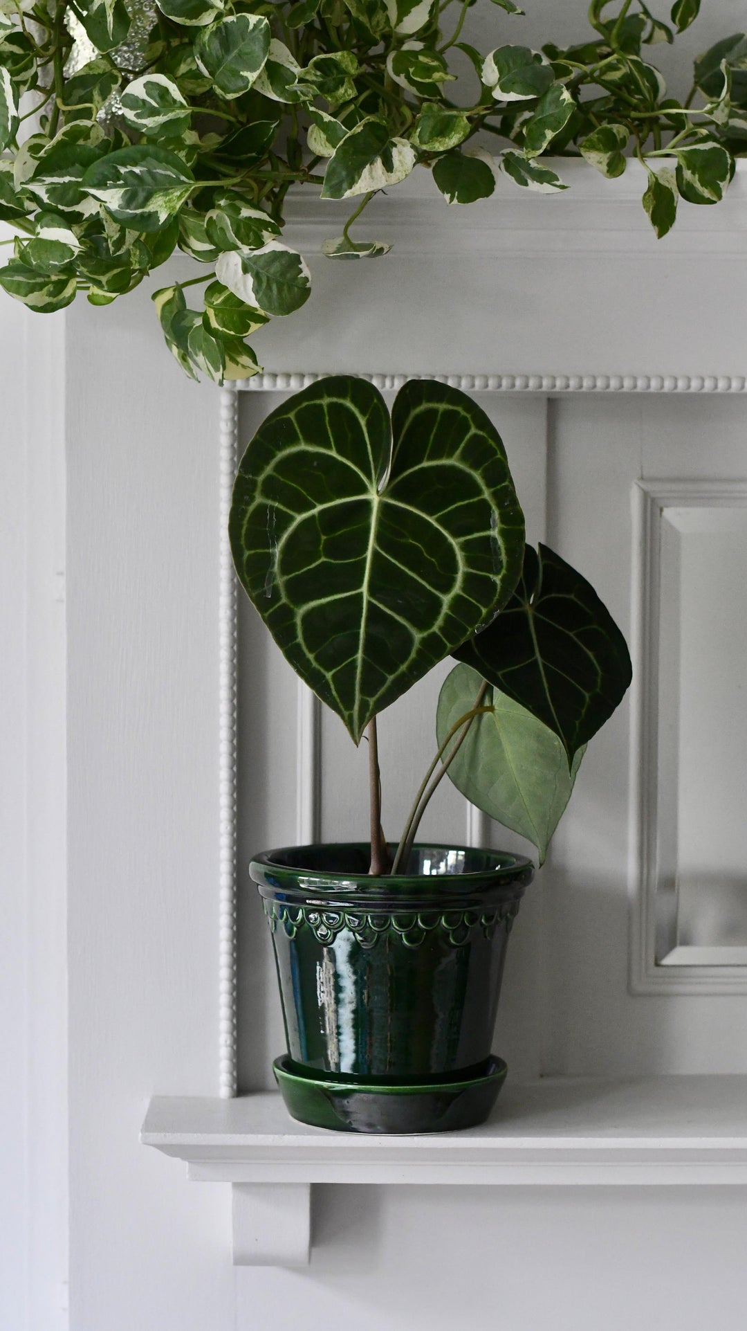 laceleaf indoor plants Anthurium Clarinervium | Giant Laceleaf Indoor Plant