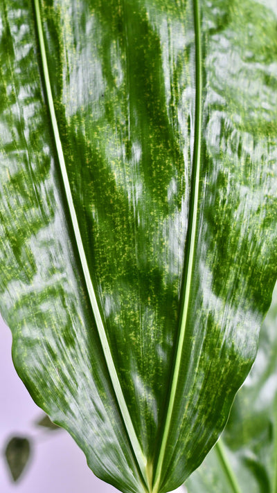 Split-Leaf Cyclanthus (Cyclanthus Bipartitus)