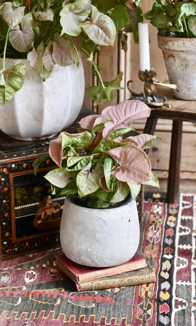 Syngonium Pink Podophyllum - Neon Robusta