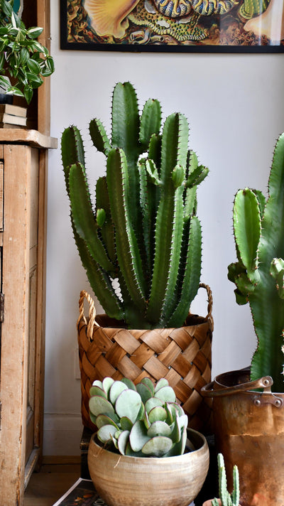 Euphorbia Erytrea