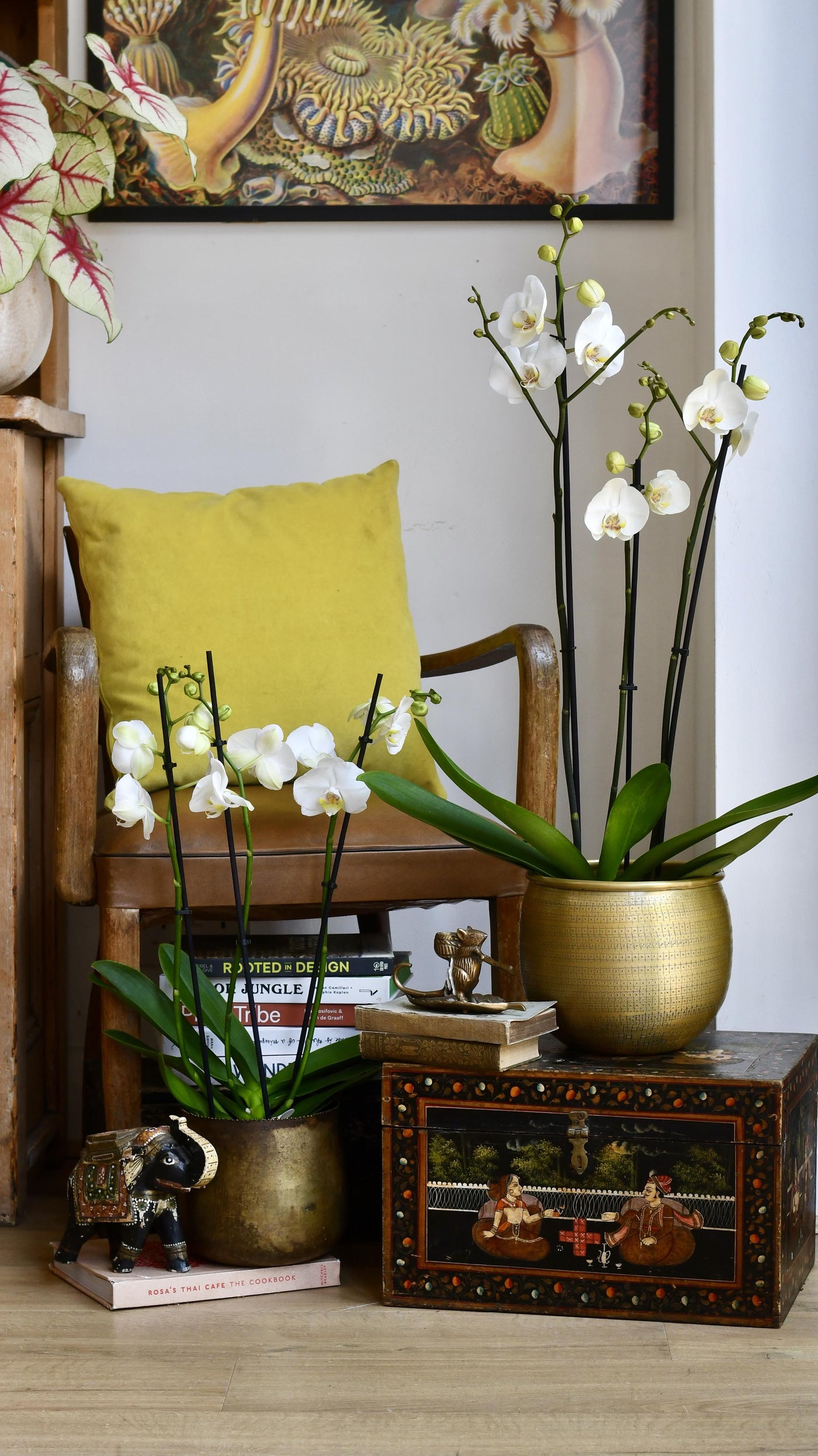 White Phalaenopsis Orchid & Tembesi Pot