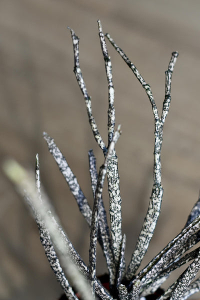 Euphorbia Platyclada (Dead Plant)