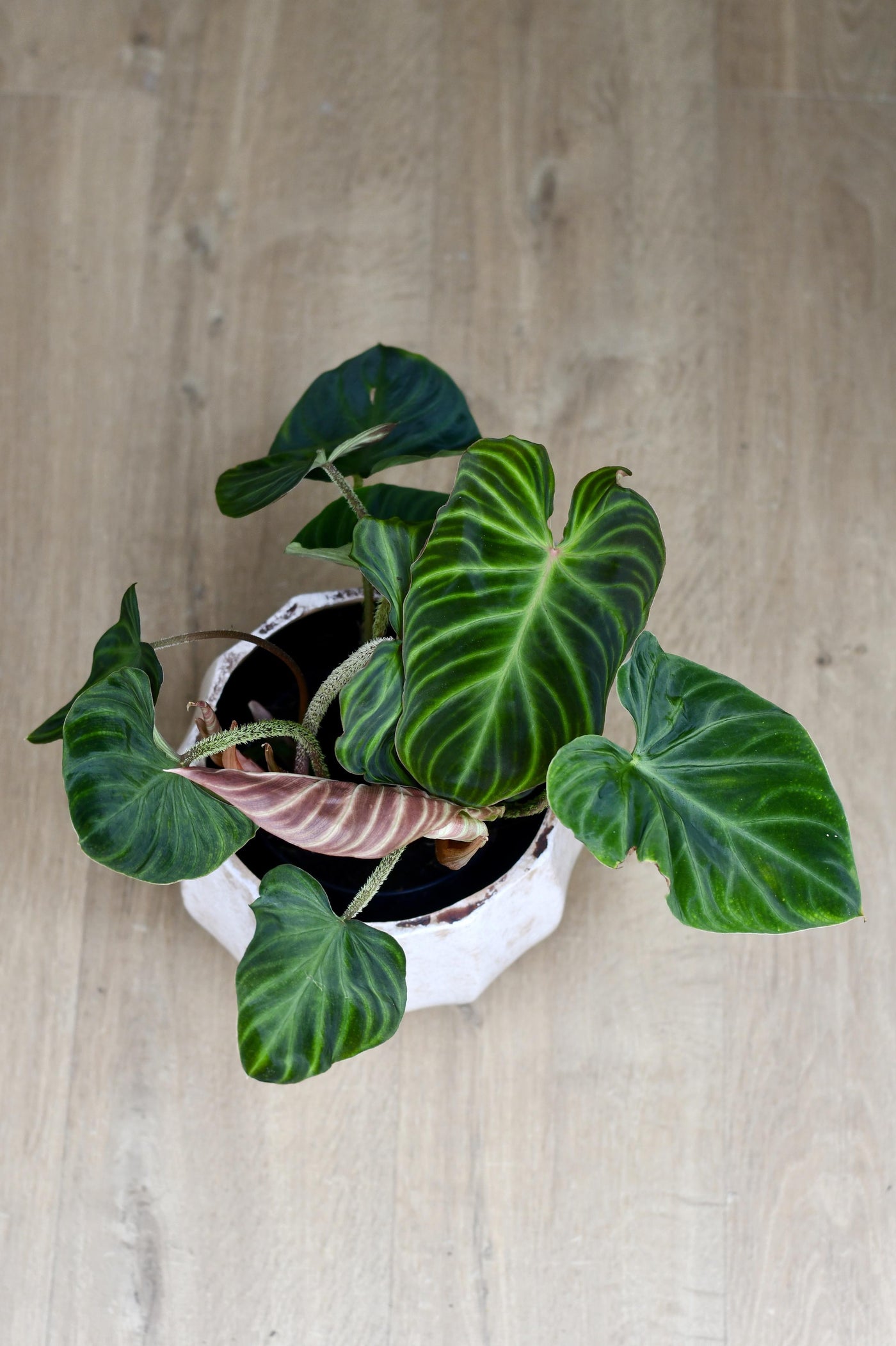 Philodendron Verrucosum