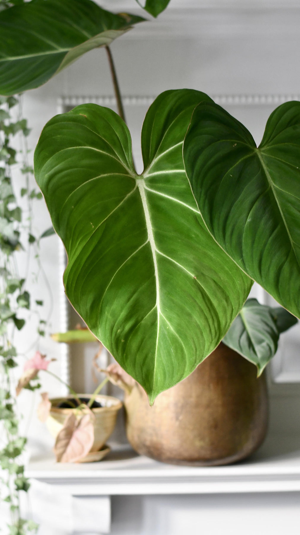 philodendron gloriosum for sale uk Philodendron Gloriosum | Rare Houseplant