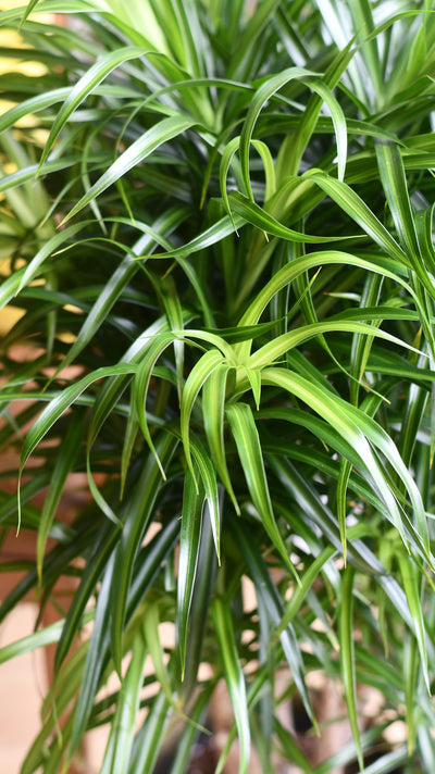 Dracaena Anita Tree