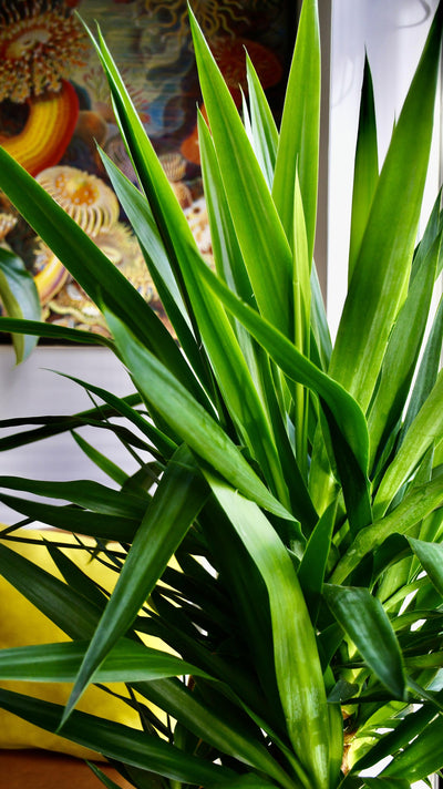 Yucca Elephatipes - Spineless Yucca