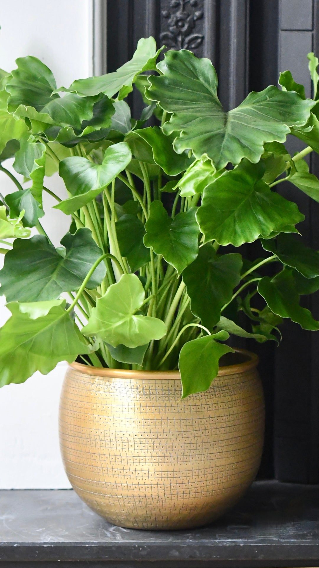 Philodendron Bipinnatifidum | Philodendron Hope