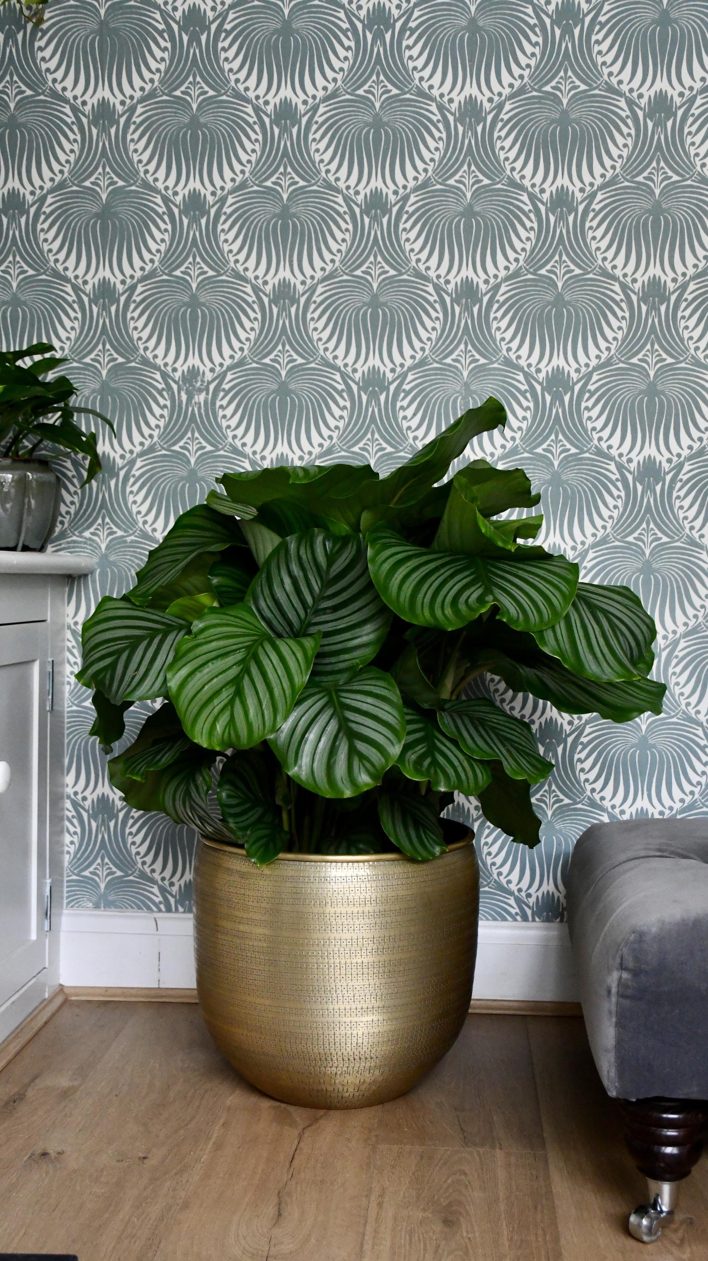 Large Calathea Orbifolia
