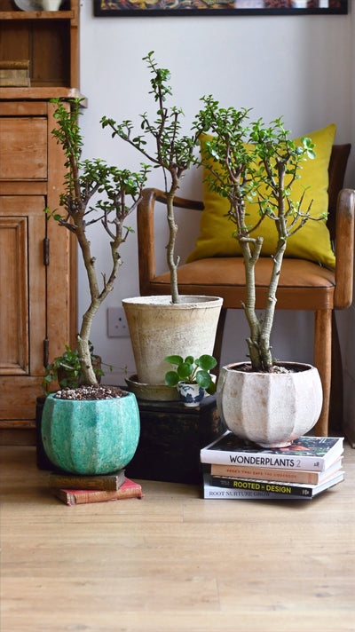 Portulacaria Afra Var. *rare*