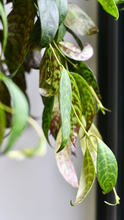 Aeschynanthus Marmoratus (Zebra Basket Vine)