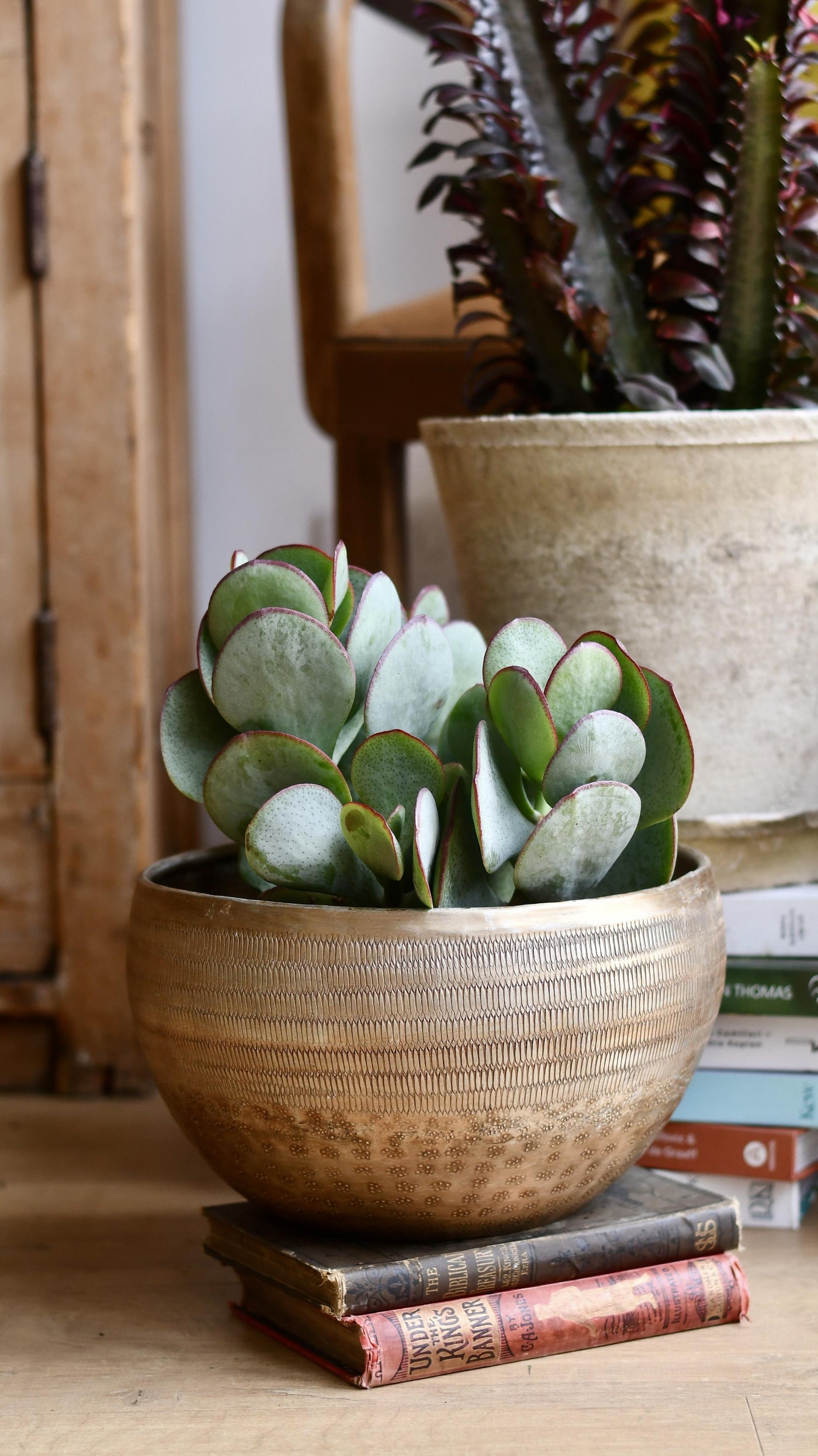 Crassula Arborescens - Silver Dollar Plant