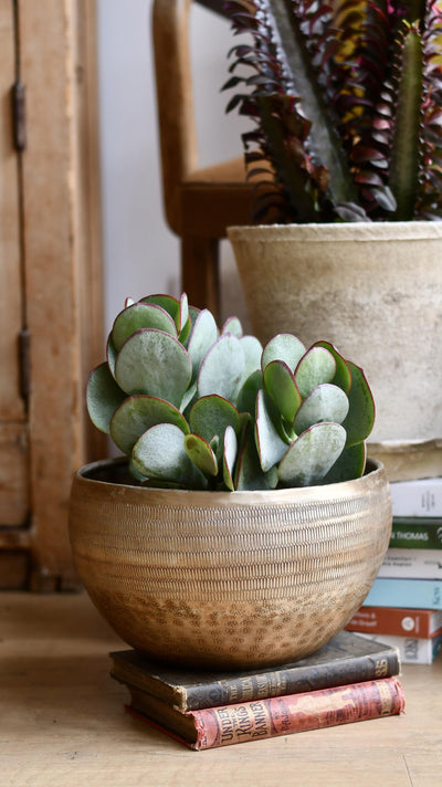 Crassula Arborescens - Silver Dollar Plant