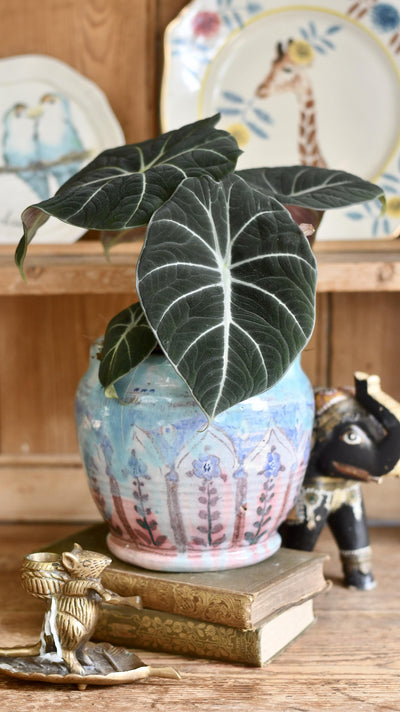 Alocasia Black Velvet (Alocasia Reginula)