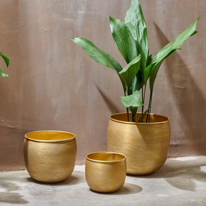 plants in brass pots Tembesi Etched Planter Large Brass – Happy Houseplants