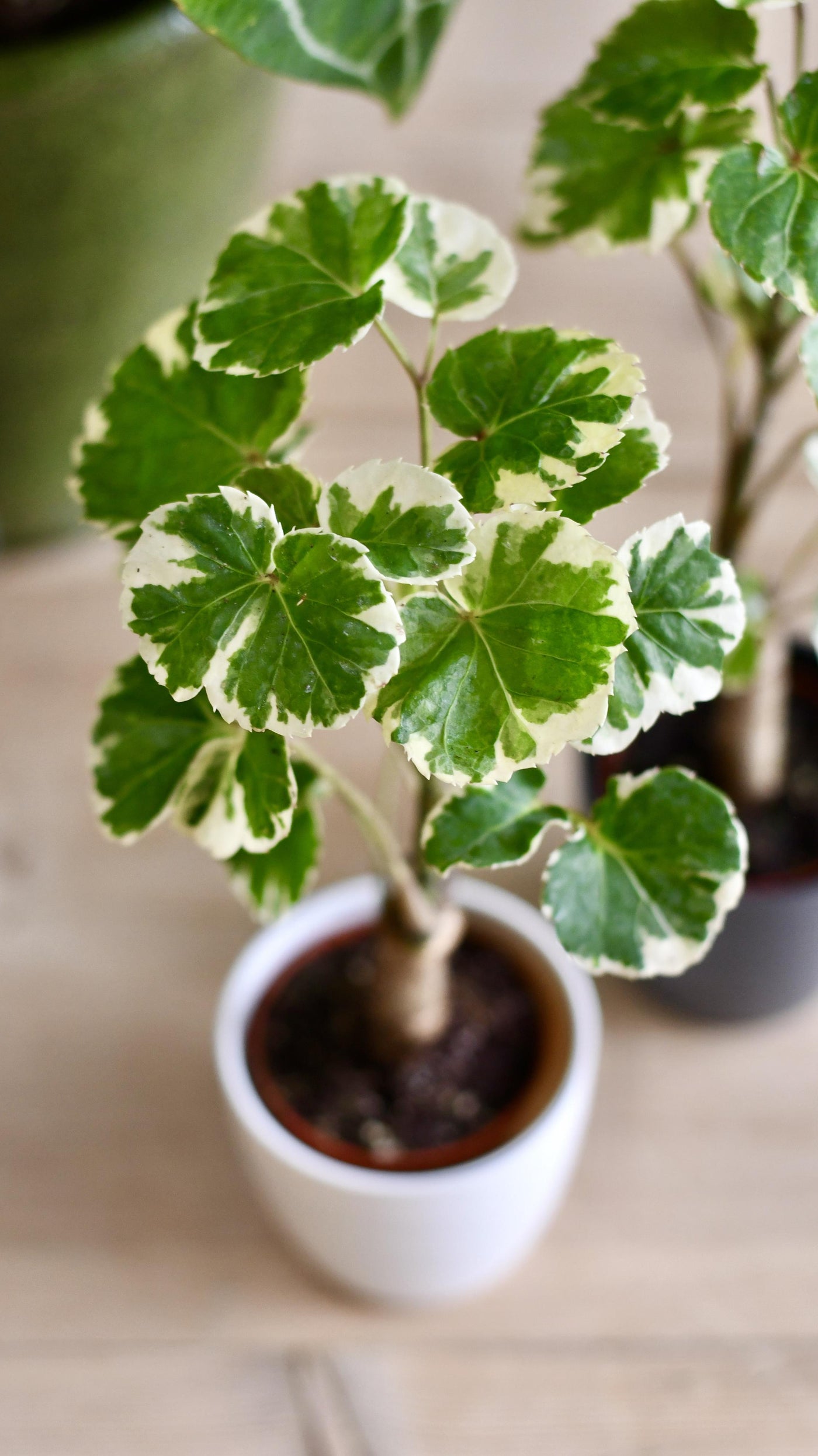 Baby Varigated Polyscias Balfouriana (Aralia Balfour & Pot)