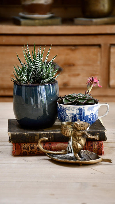 Haworthia Fasciata Big Band